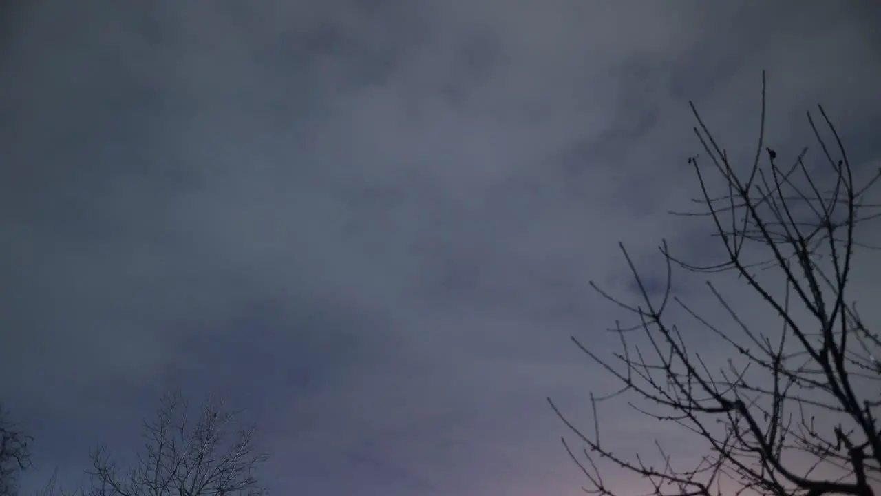 Cloudy Night Sky And Lightning With Bare Tree