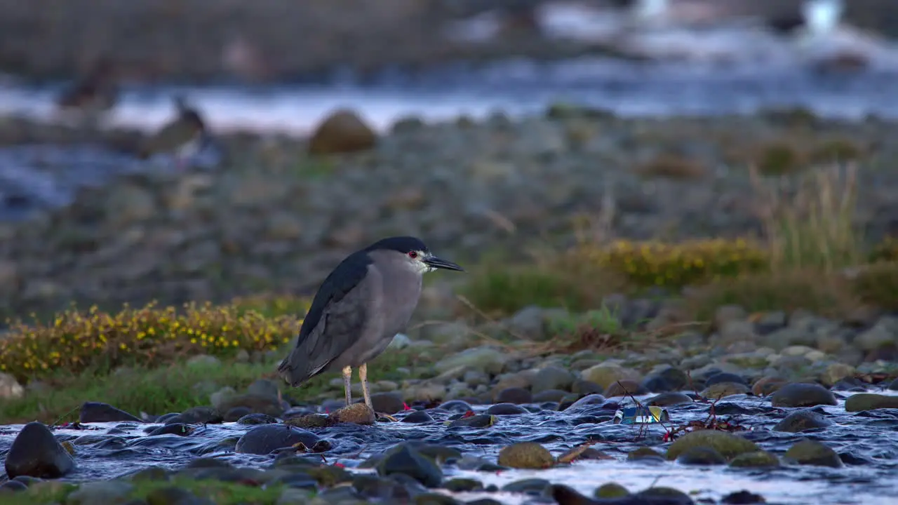 Black Crowned Night Heron Standing Still Next To Stream In Chiloe Island Chile