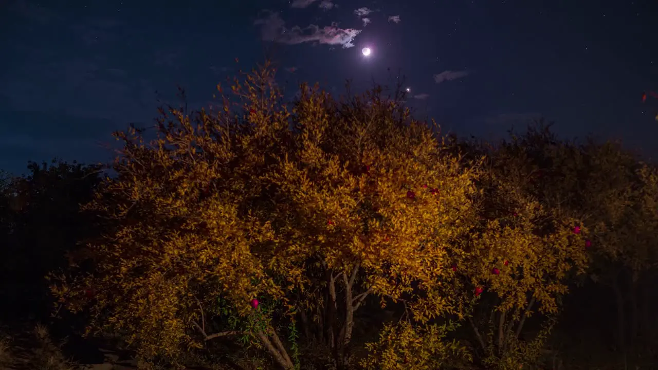 Red ripe pomegranate hang from orange leaves tree in autumn harvest season in garden orchard at night the night sky full of stars in Iran in background and moon crescent setting to the horizon desert