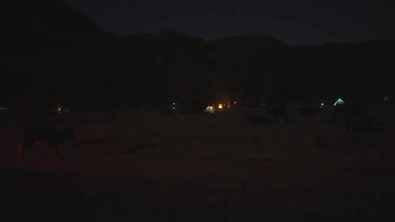 Cow walking on dark night desert landscape camping tents around with lights