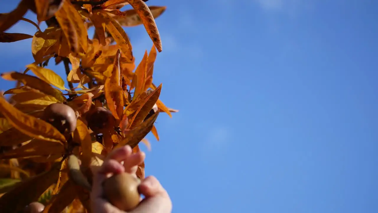 lady picking fruit's in a botanical garden in Oxford Uk