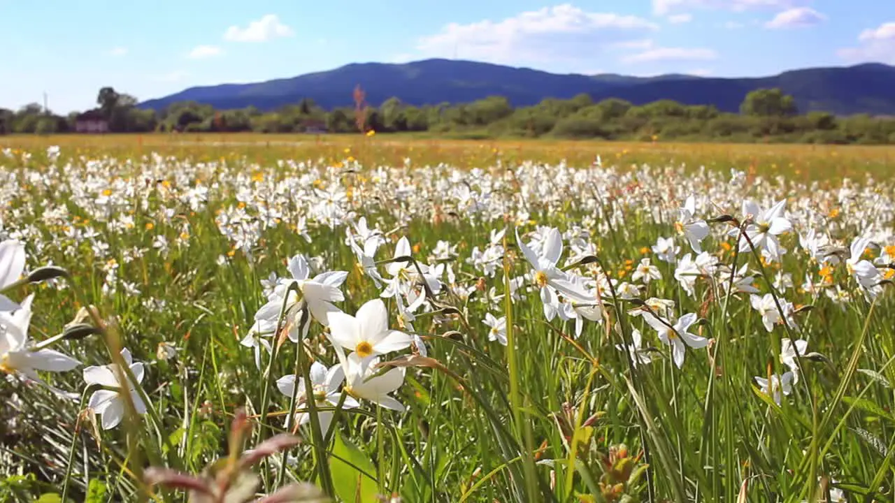 Campo De Narcisos En Primavera Narcisos Que Crecen Cerca De Las Montañas