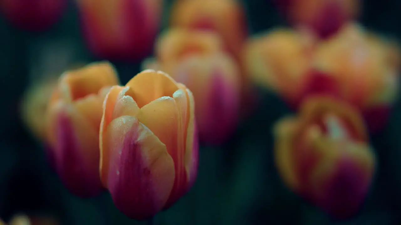 Foto Macro De Flores De Primavera Tulipán De Primer Plano Sobre Fondo Verde Concepto De Naturaleza