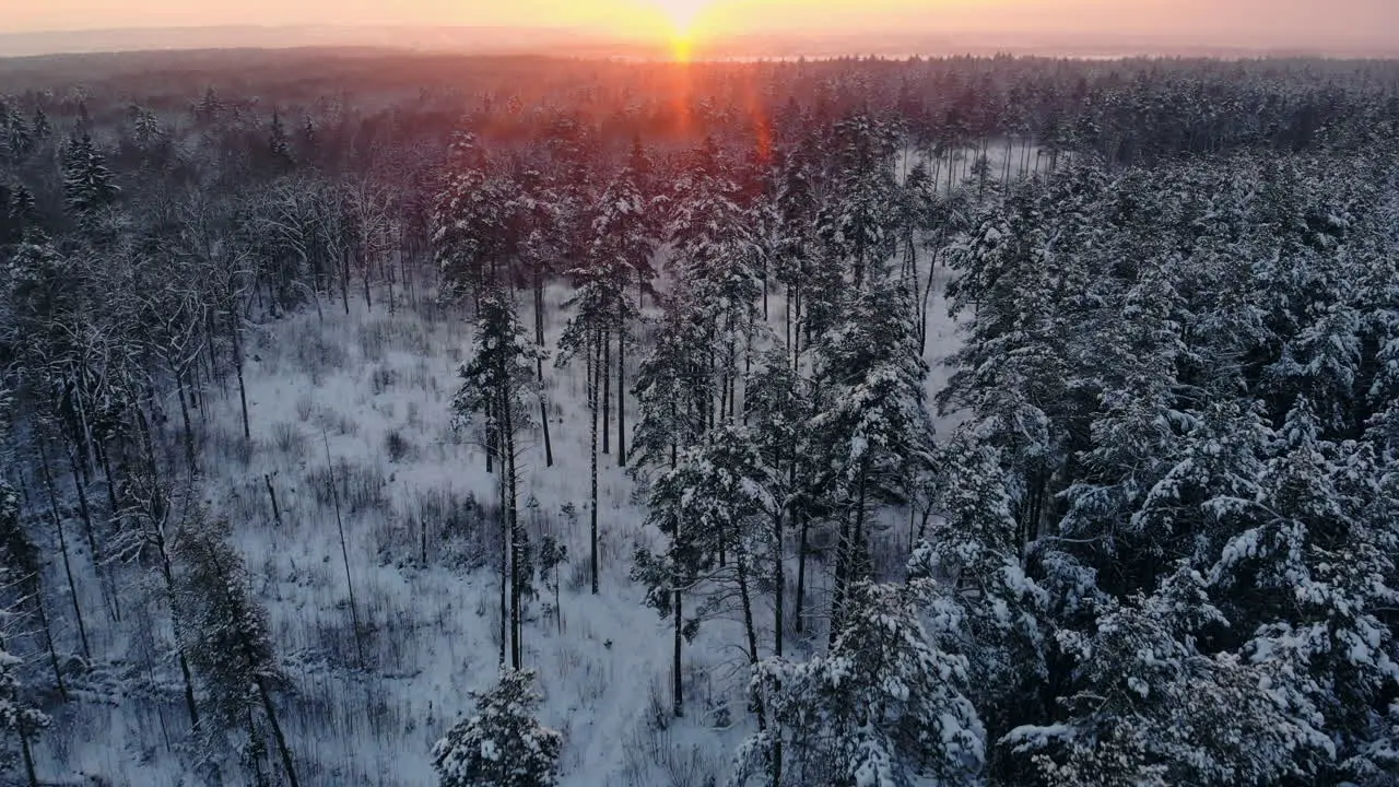 Nieve Cayendo Las Maravillas De Invierno Nevando Nevado Puesta De Sol Anochecer Sol Bosque árboles Bosques Naturaleza Camara Lenta Fondo De Invierno País De Las Maravillas Romántico Hermoso Entorno