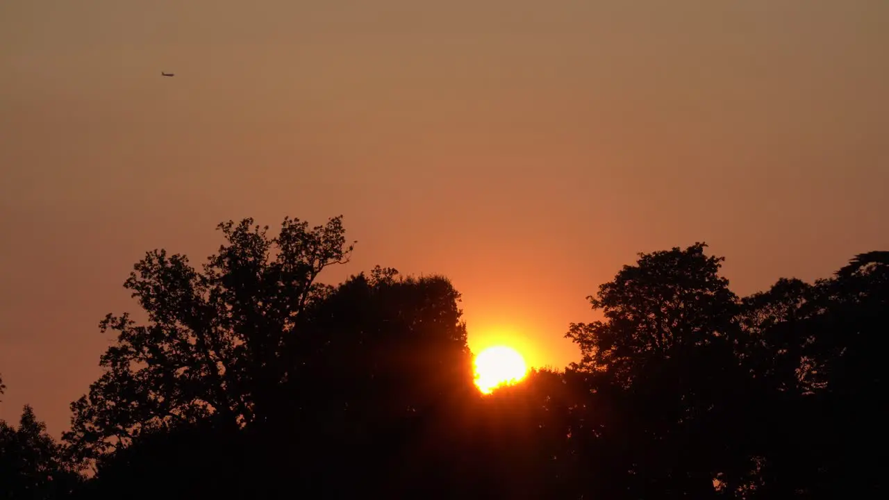 Sunset behind trees with airplane silhouette passing by in nature