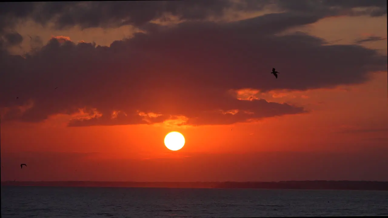 South Carolina birds at sunset