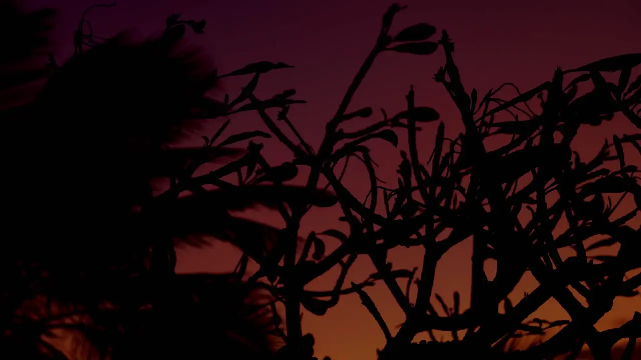 Close Up Shot Of Plant Leaves Waving In Wind At Beach At Sunset Time