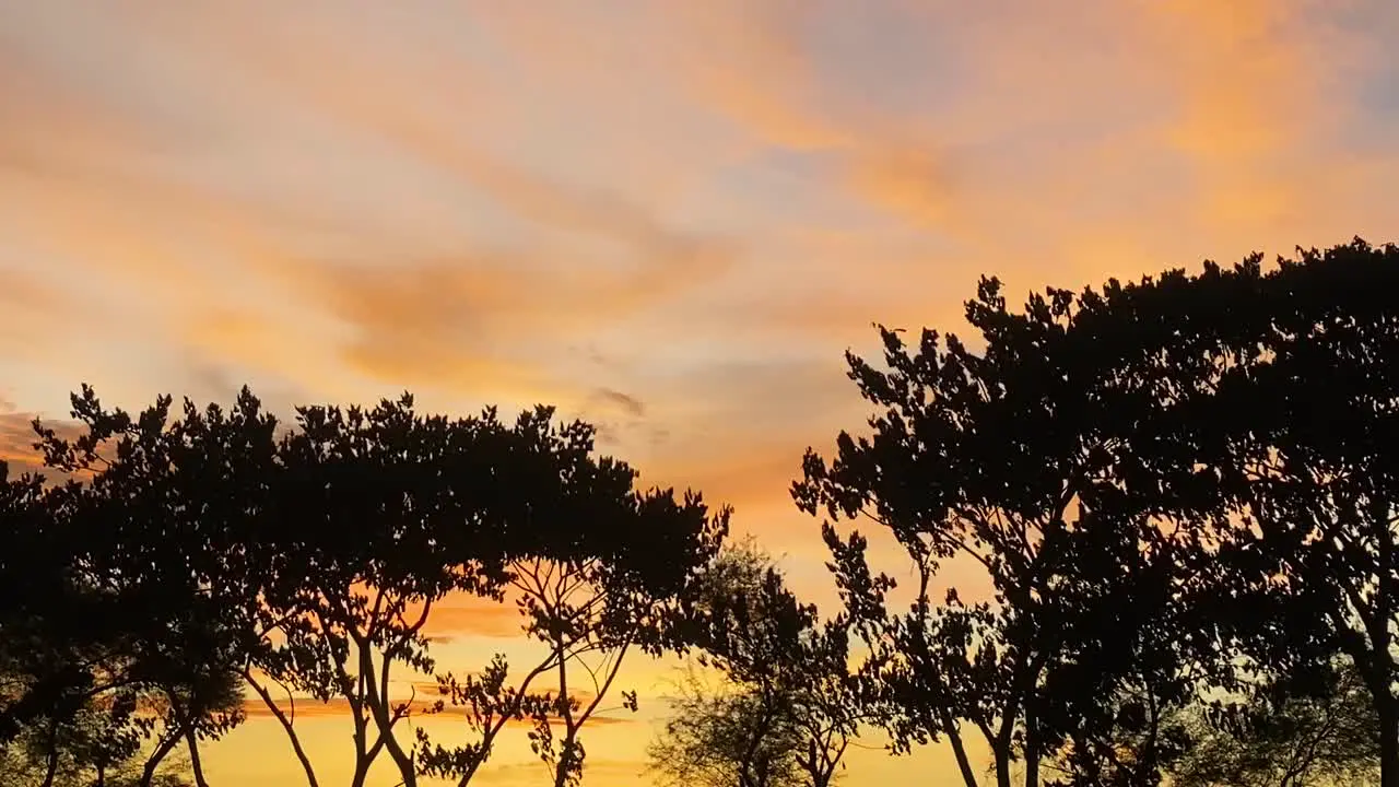 Silhouette Of Tree Branched Moving In Wind Against Peach Orange Sunset Skies