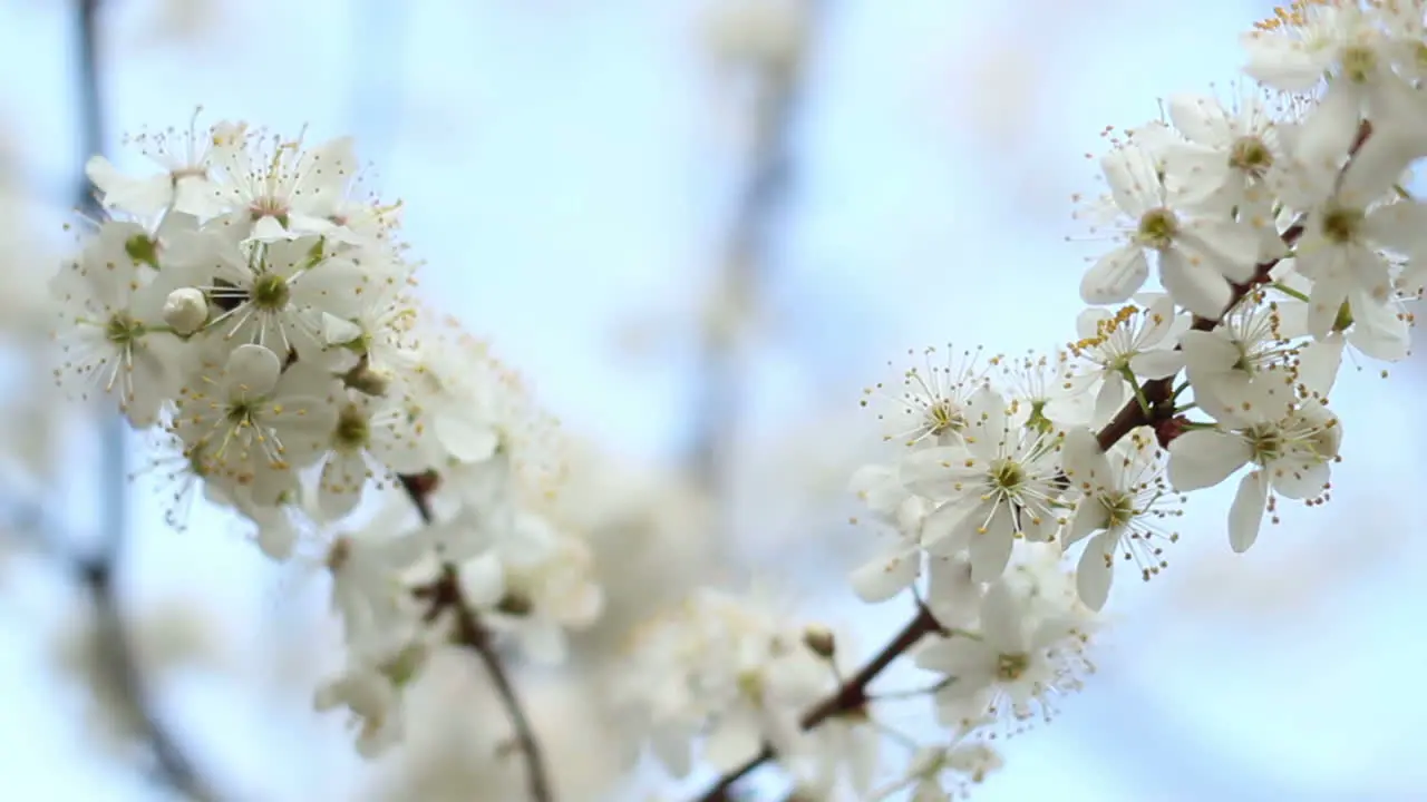 Äste Mit Blumen Im Frühling Zwei Zweige Eines Blühenden Kirschbaums