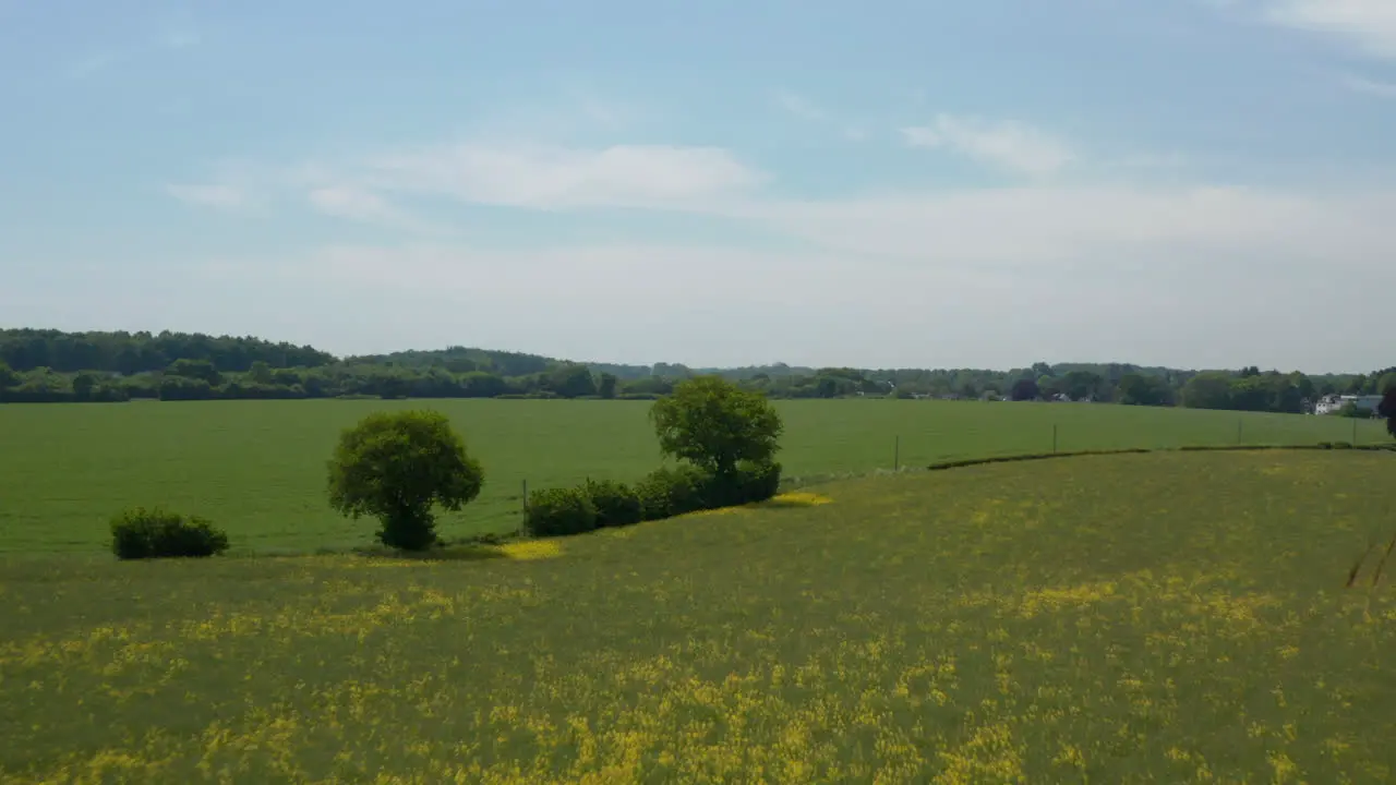 Luftaufnahme Des Friedlichen Riesigen Blumigen Gelben Frühlingsfeldes Europäische Landschaft Dolly In Sonniger Tag