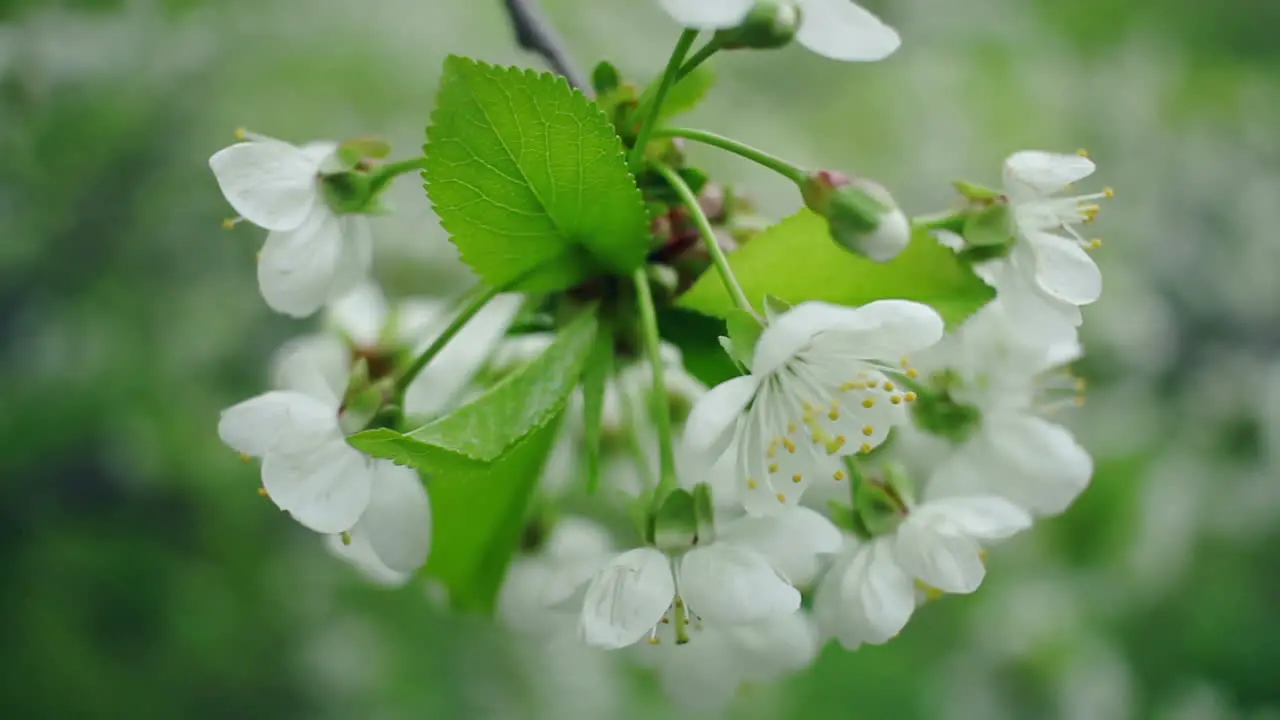 Weiße Blüten Am Kirschbaum Frühlingshintergrund Kirschbaum Blüht