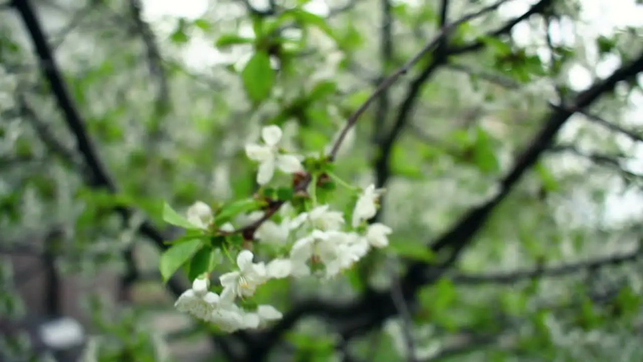 Cherry blossom Cherry flower on wind Spring flower blooms on cherry tree