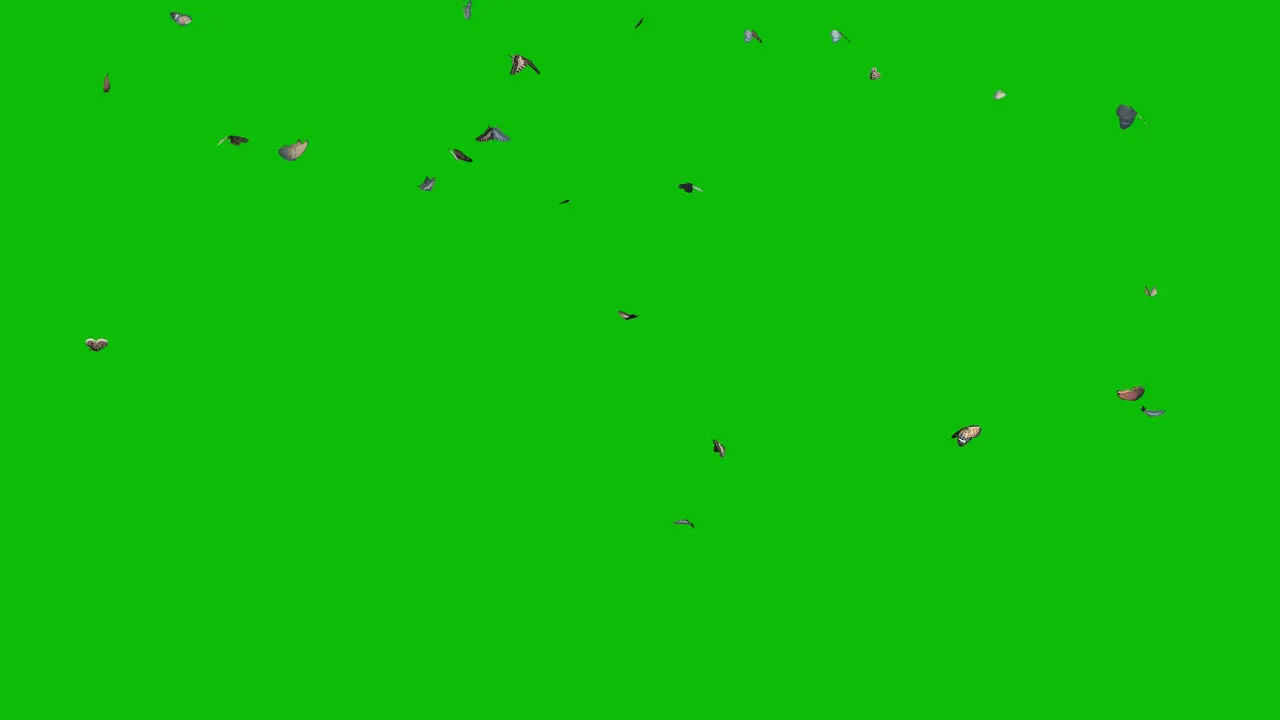 Visual effects VFX butterflies flying from above on green screen 3D animation