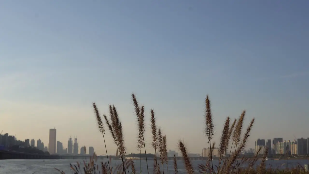 Grass waving in front of Han river in Seoul on sunset