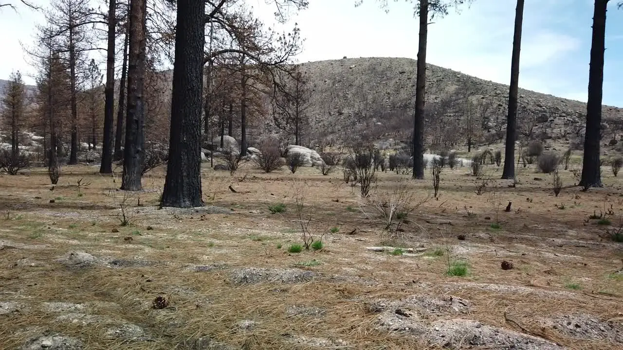 Panning right shot of a field burned by wild fire several years prior and slowly recovering near Idyllwild California