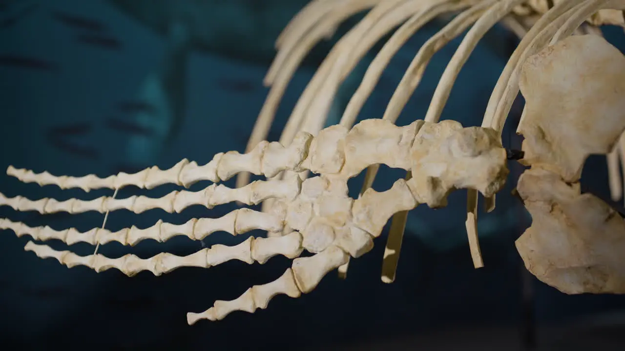 Aquatic Dinosaur bones on display close up of flipper