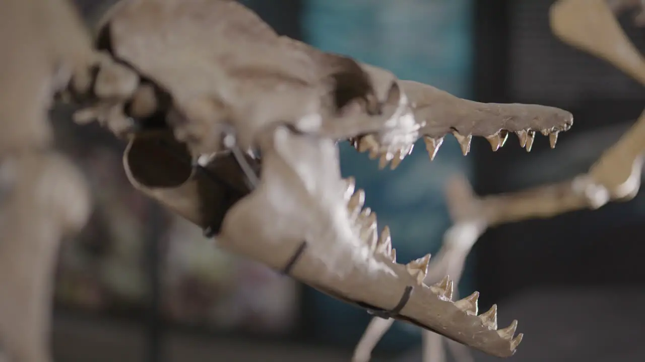 Basilosaurus dinosaur skeleton on display panning close up face