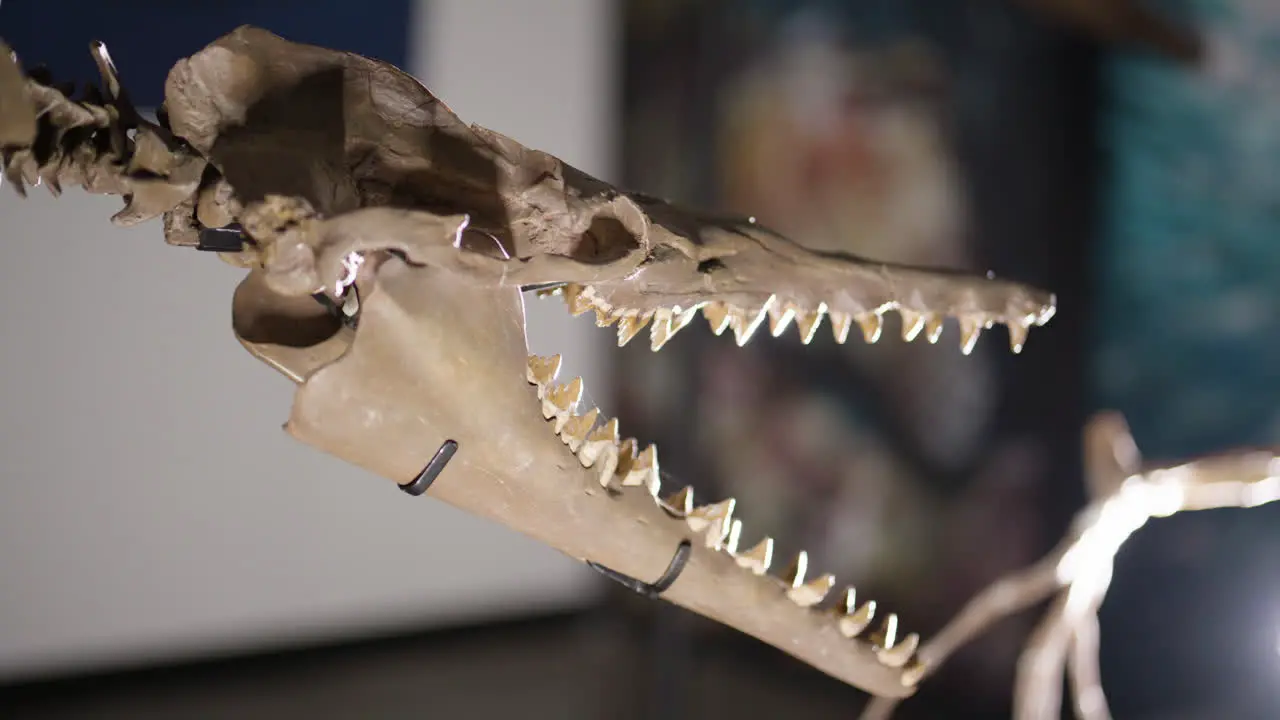 Basilosaurus dinosaur skeleton on display skull view