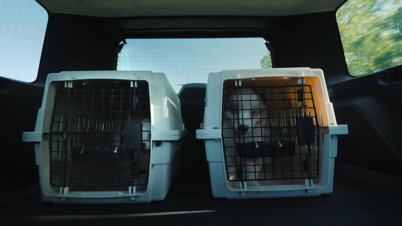 Two Cages For The Transport Of Animals In The Trunk Of The Car The Car Carries Two Cages With Puppie