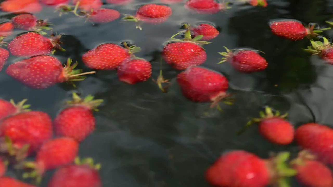 strawberry red fresh natural organic horticulture garden in water