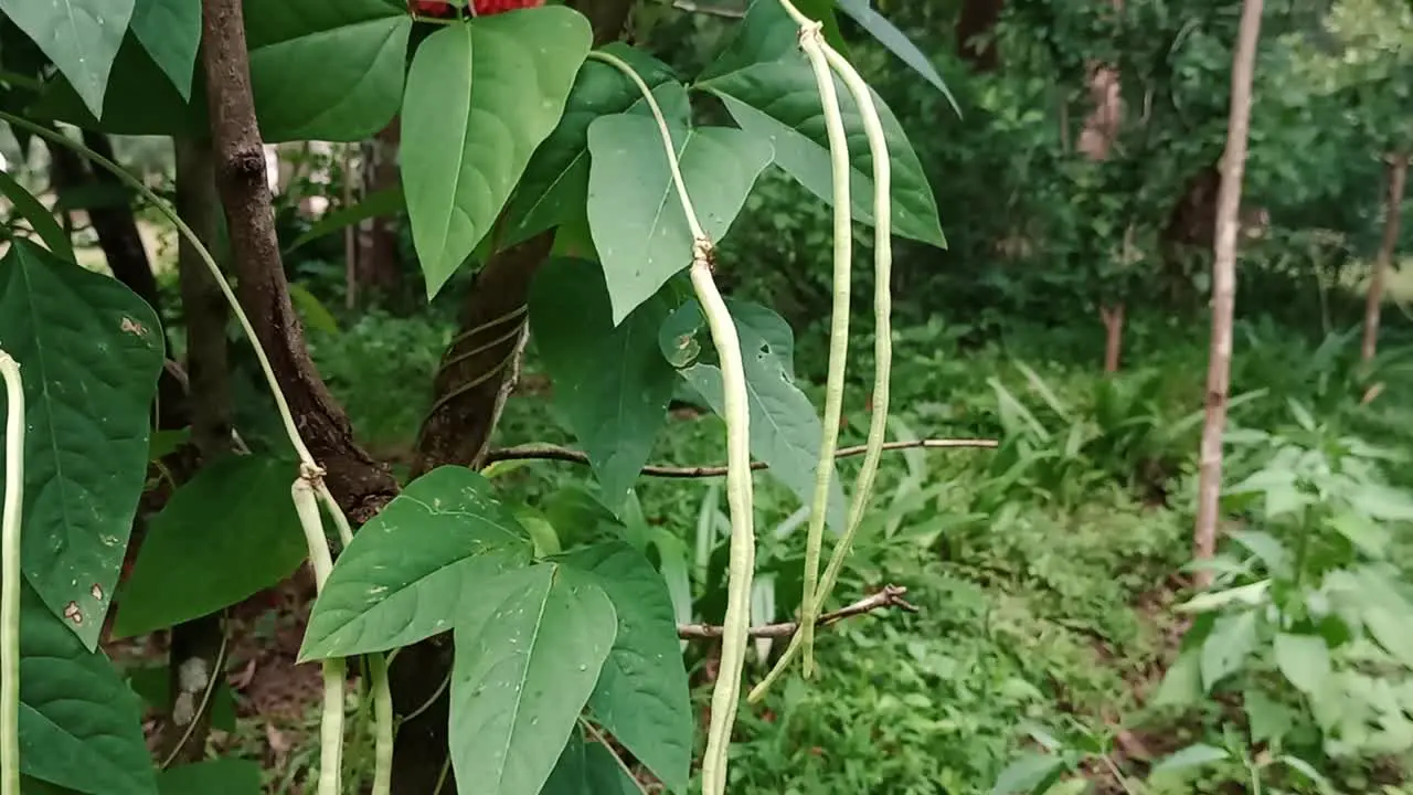 Fresh And Ripe Cow Peas Hanging in a farm