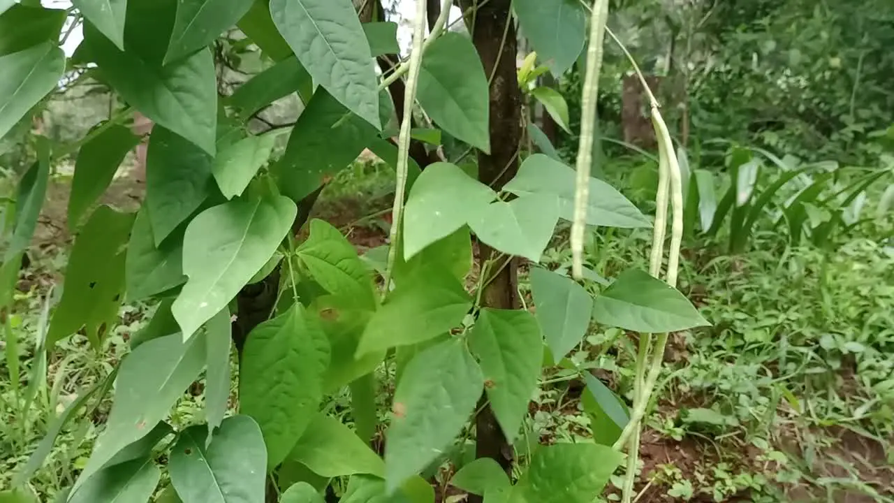 Fresh And Ripe Cow Peas Hanging In The Sunshine On A Farm