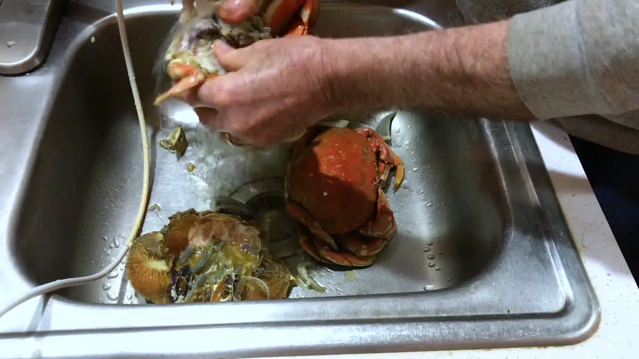 Male hands cleaning a fresh Dungeness crab under running water in a sink and breaking it down