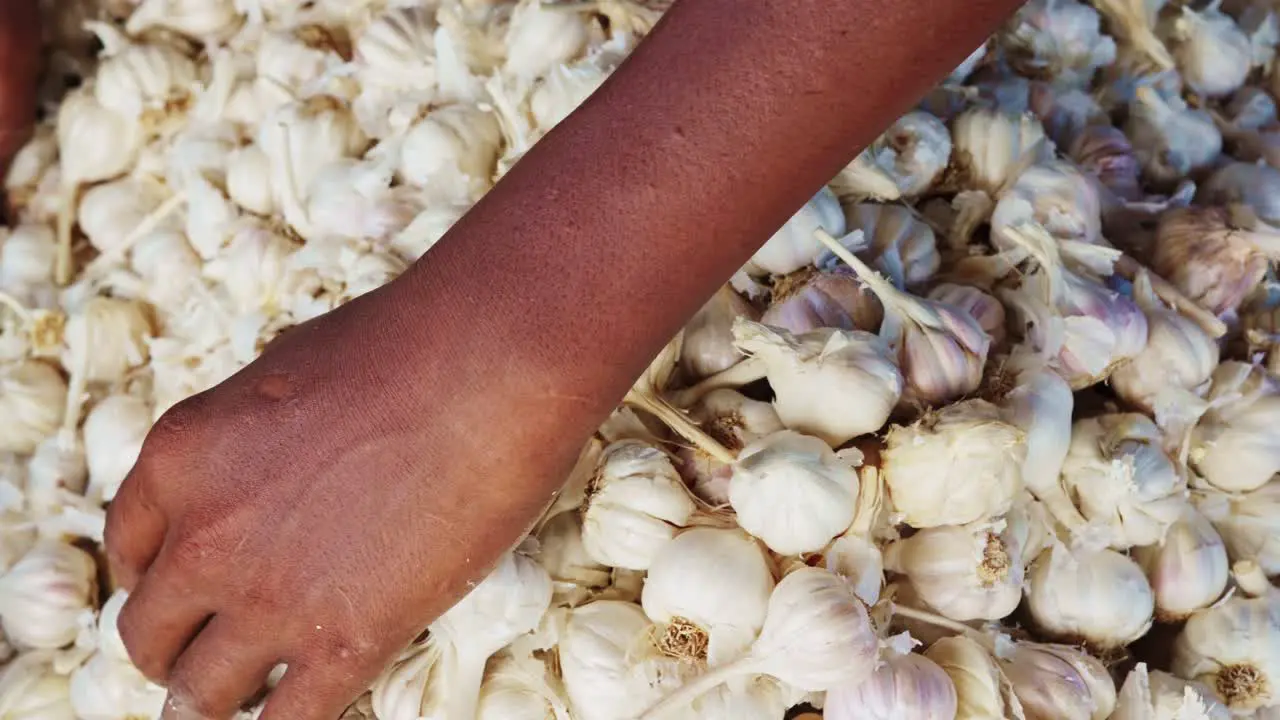 white garlic separated by black indian female hands  food crisi chain supply concept