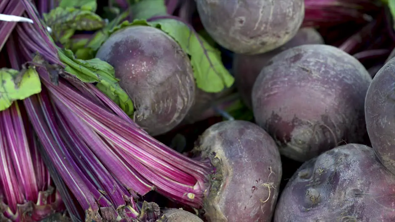 Fresh sugarbeet on display for sale at free fair