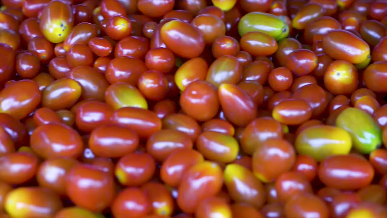 Pear tomatoes for sale at the free fair panoramic plan