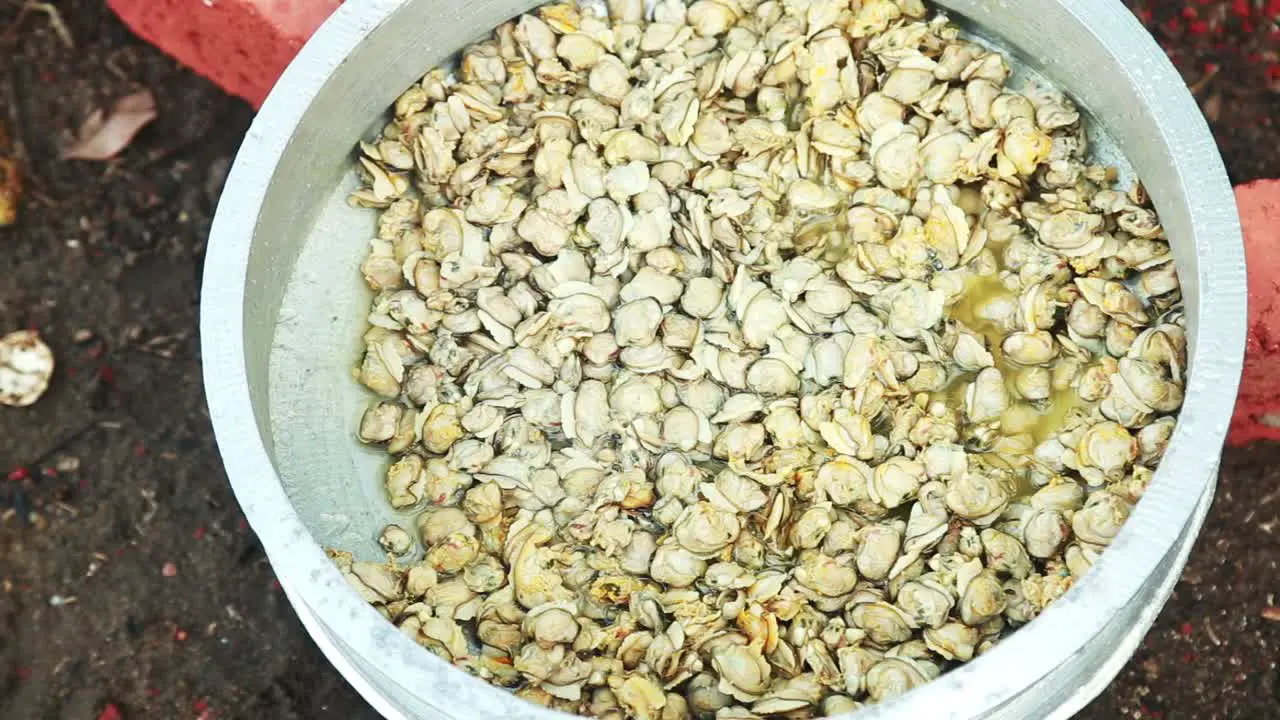 black clam meat  Boiling water is poured over the meat which has been smeared with turmeric powder traditional outdoor cooking