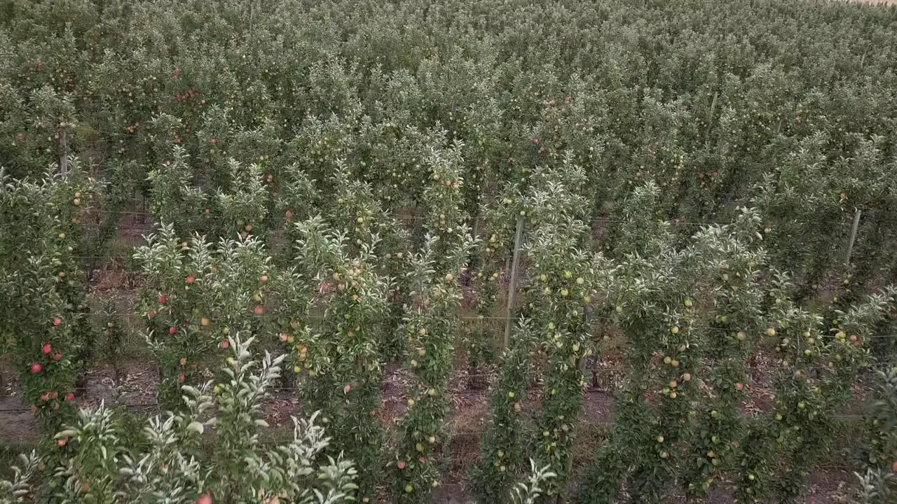 Apples ripen on trees in tidy rows in agricultural valley orchard