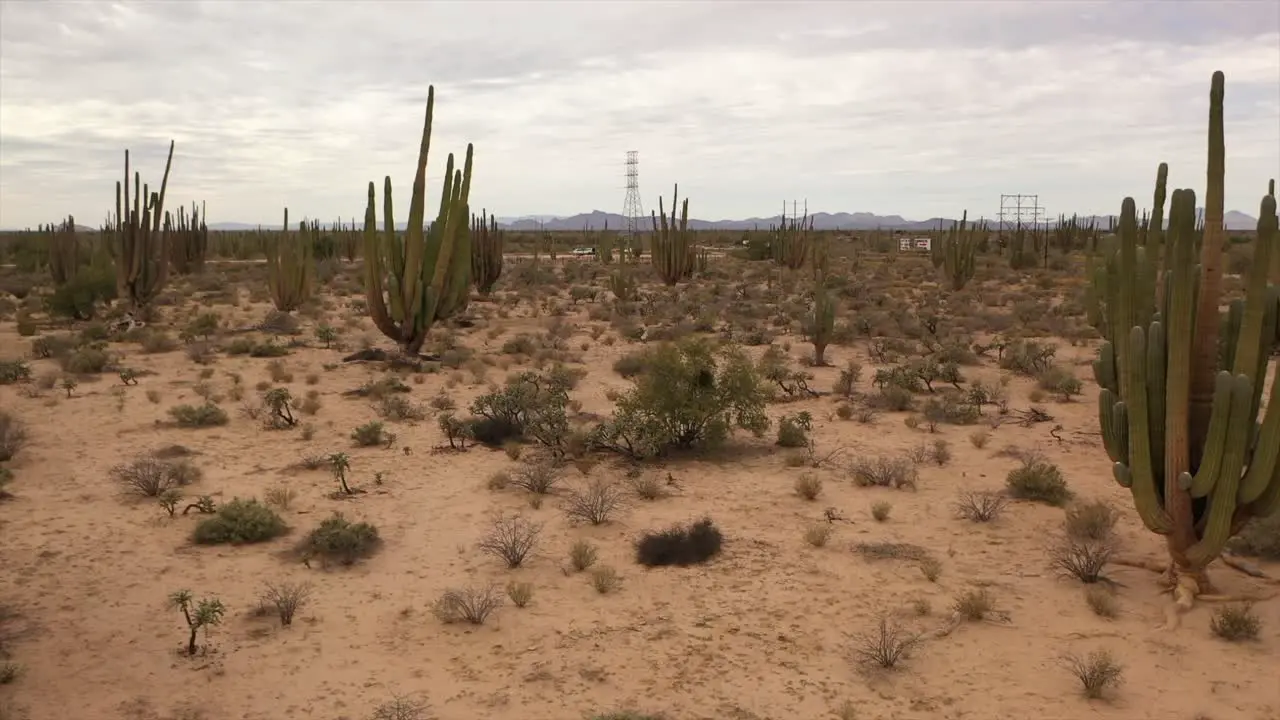 Low flight over the desert with choya