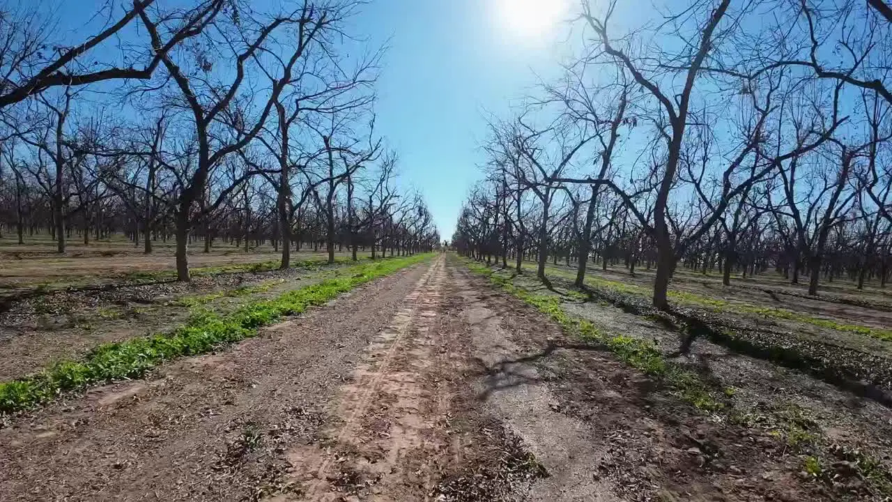 aerial shot of drone flying between walnut trees on sunny day fpv flight