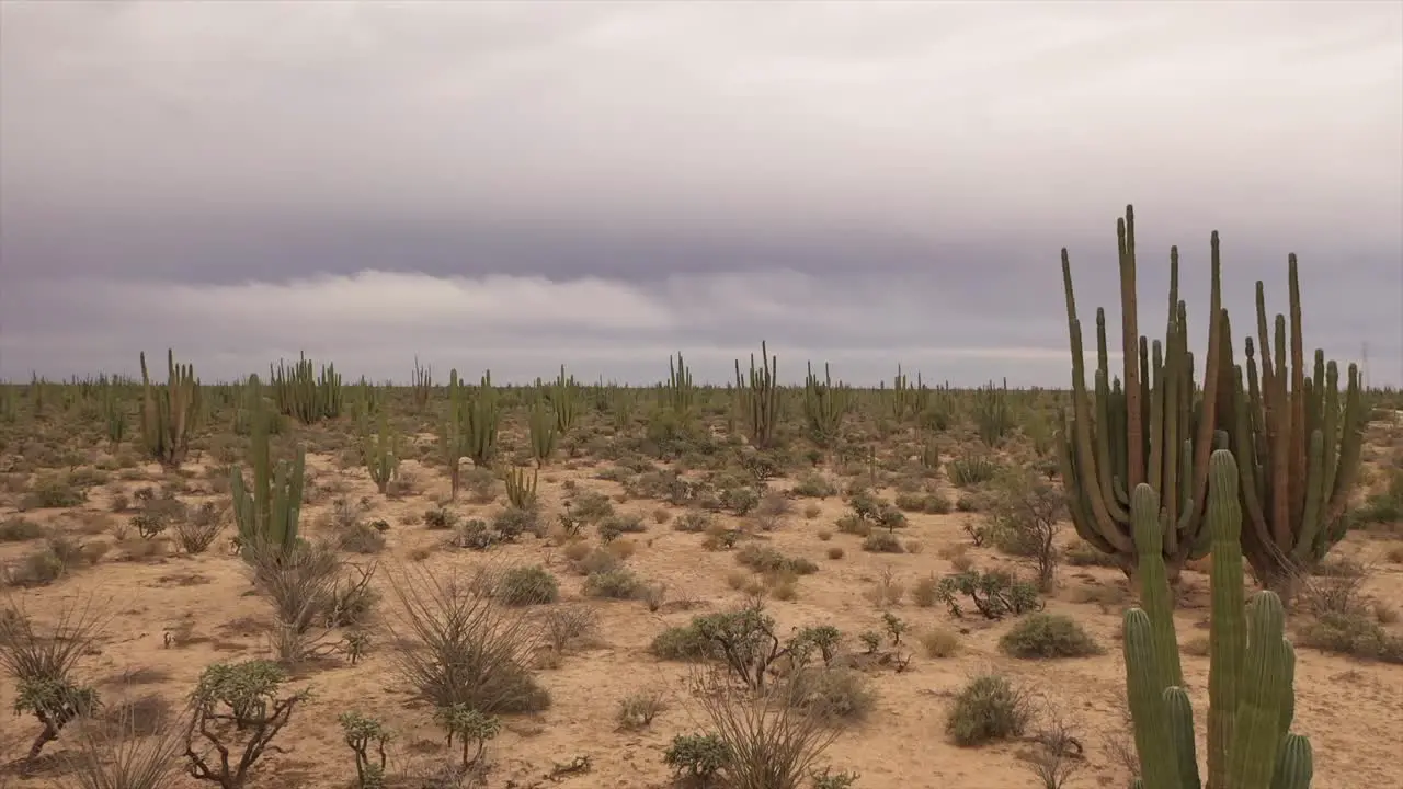 Sonoran Desert with cactus and choya