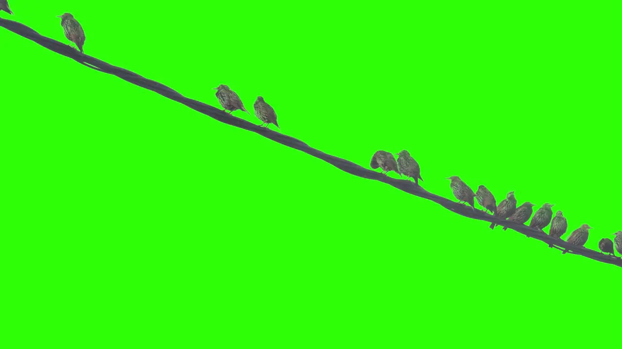 Birds sitting on a powerline Chroma key