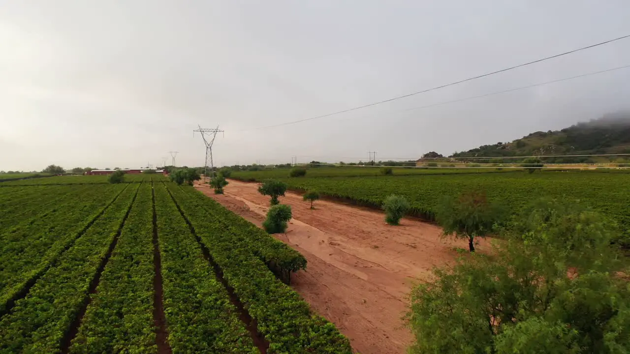 Dangerous drone taking in the field with high voltage cable