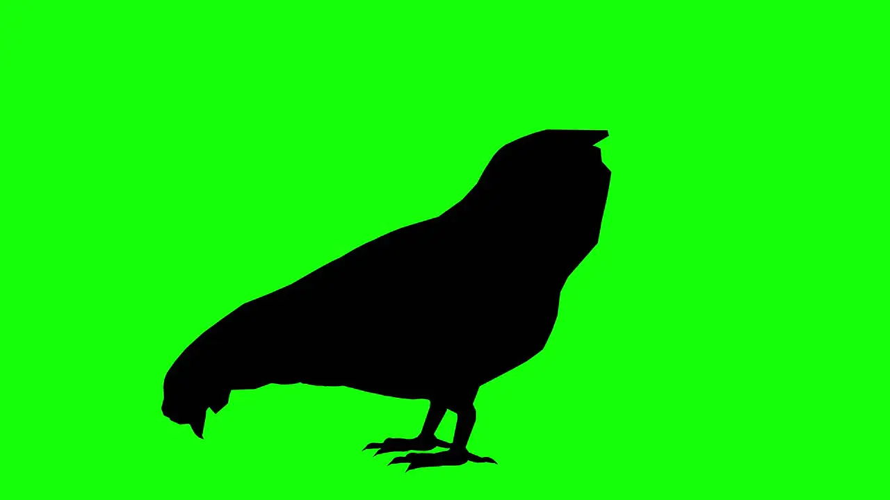 Silhouette of a chicken eating on green screen side view