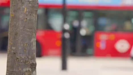 Close Up Shot of Tree Trunk as People Walk In the Background