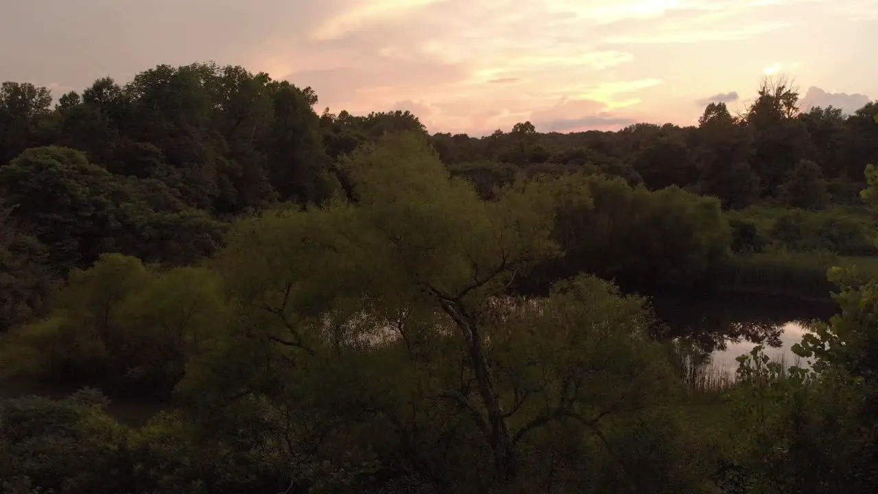 Drone shot though the tree's to show pond and sunset