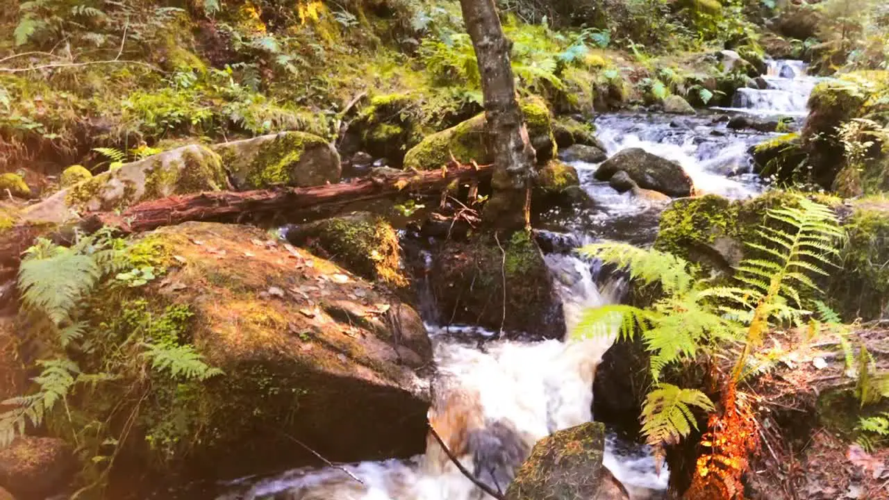 Deep inside a forest with a stream running through the middle of the frame against a mossy forest floor with the sun peaking through