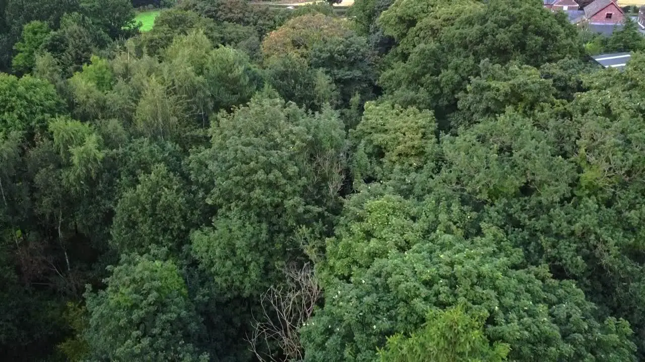 Drone rising shot of green forest with farm house in background