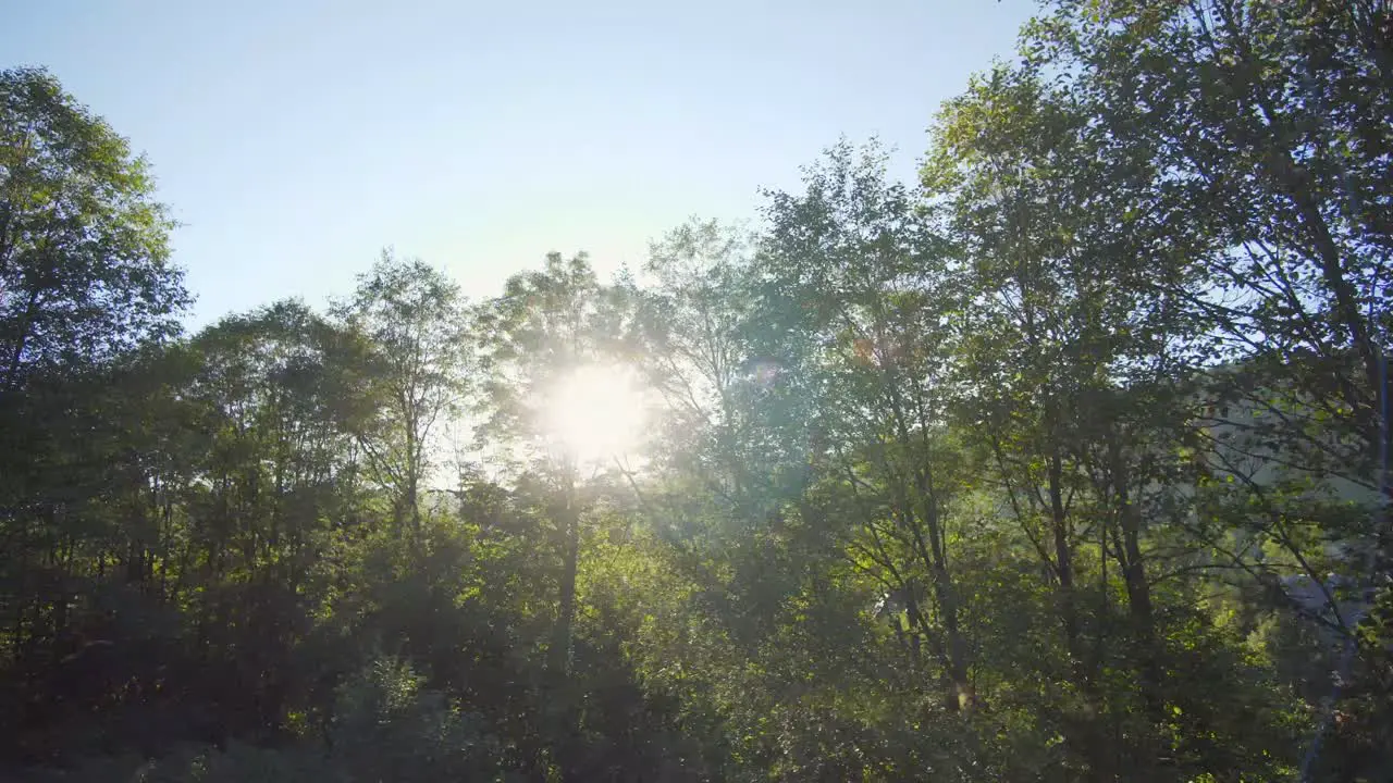 The rays of the sun shine through the trees