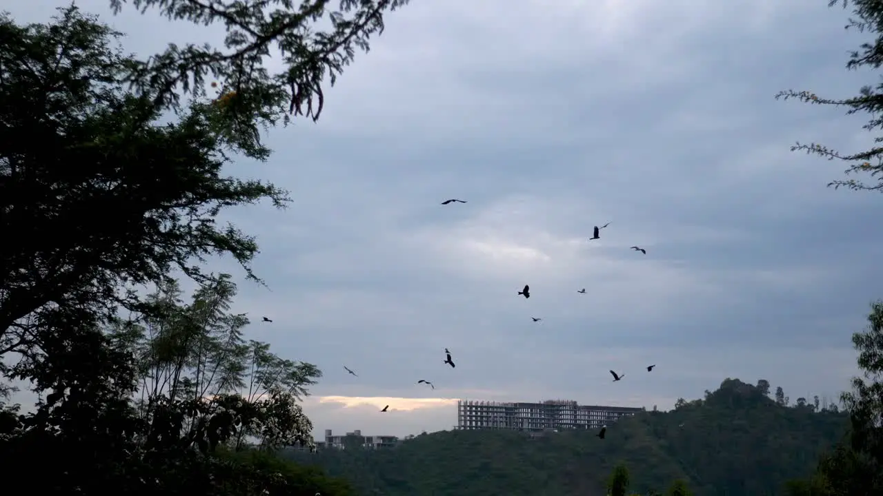 Bird eagles are gathered and fly over a lake