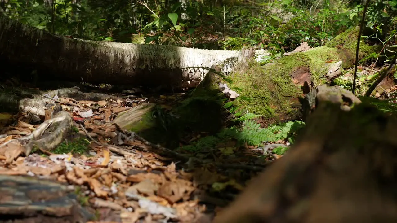 shadow time lapse moving through the forest