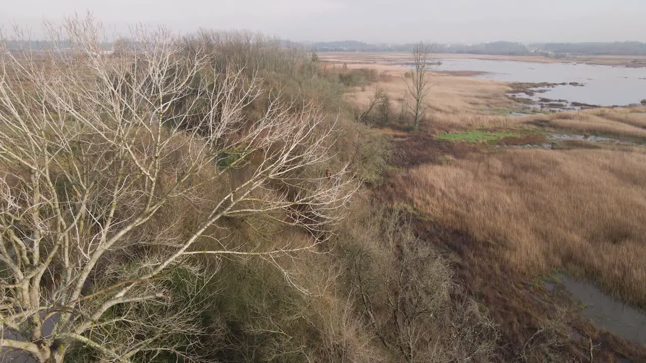 Caught a Royal kite leaving a tree branch