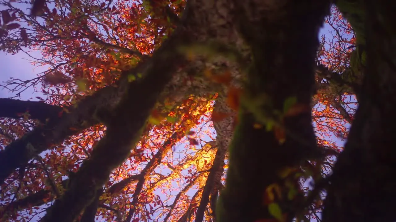 Morning walk in a foggy forest