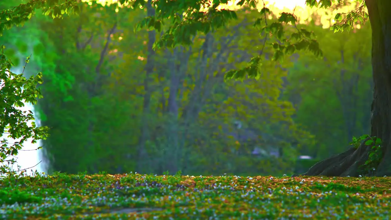 lil insert flying Sunlight splash Nature trees flowers branches beautiful greenish plants in Pildammsparken Malmö Sweden