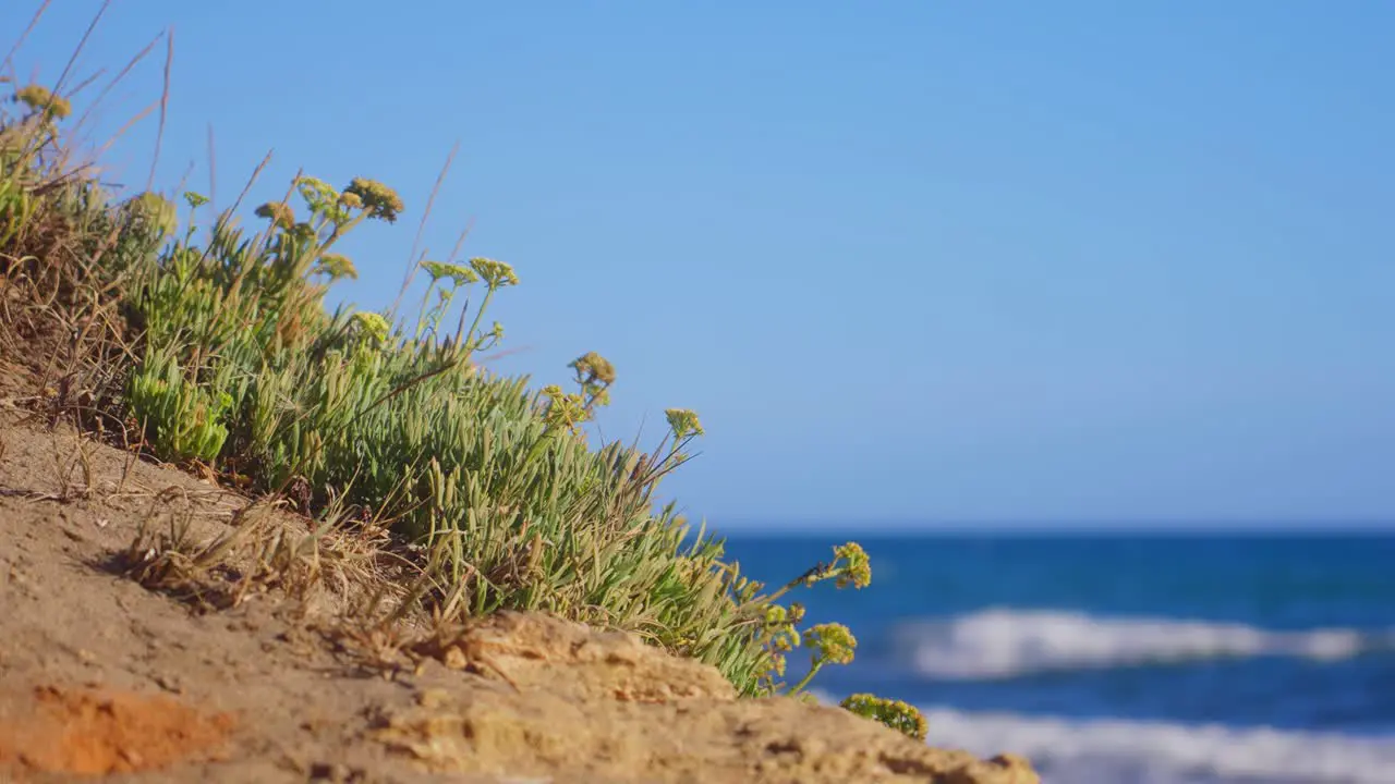 Beach grass softly moving on clear blue sky