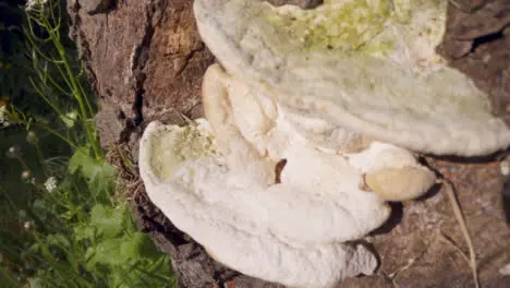 Close Up Of Fungi Growing On Trunk Of Tree In UK Countryside